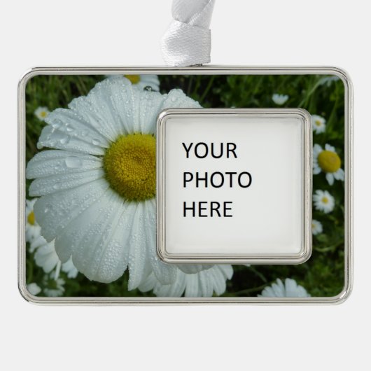 Raindrops op Daisy I Wildflower Floral Verzilverd Kader Ornament (Voorkant)