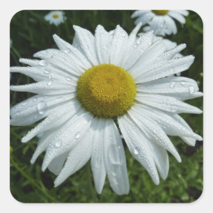 Raindrops op Daisy II Wilde Floral Vierkante Sticker