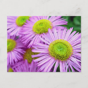 Raindrops op de Asters Briefkaart