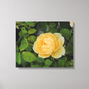 Raindrops op Gele Rozengestrekte Canvas Afdruk