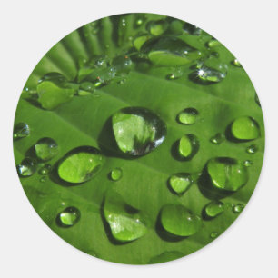 Raindrops op groene lederen stickers