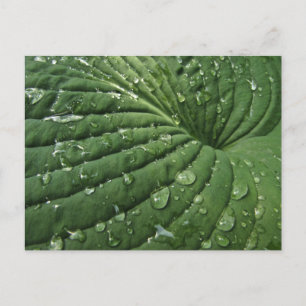 Raindrops op Hosta Leaf Briefkaart