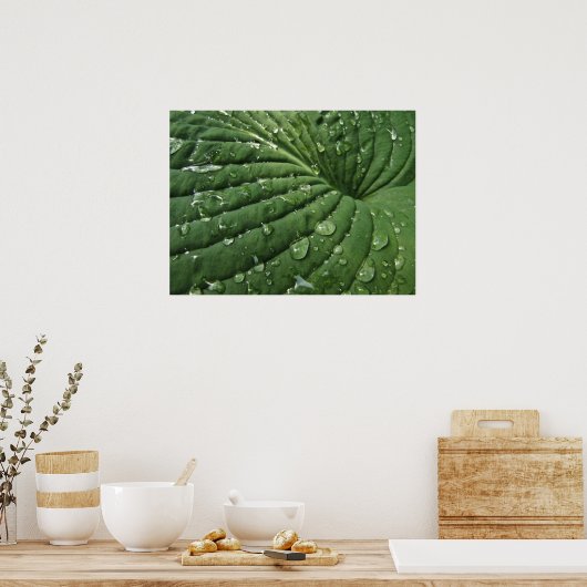 Raindrops op Hosta Leaf Poster (Keuken)