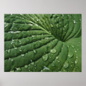 Raindrops op Hosta Leaf Poster (Voorkant)