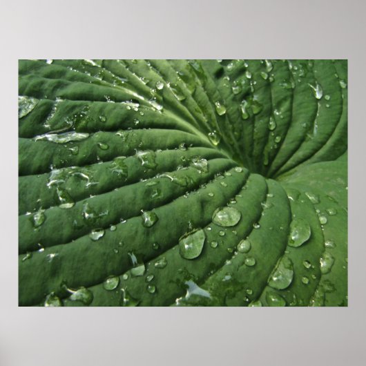 Raindrops op Hosta Leaf Poster (Voorkant)