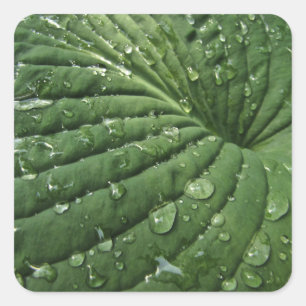 Raindrops op hosta Leaf Stickers