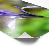 Raindrops op Iris Foto Afdruk (Hoek)