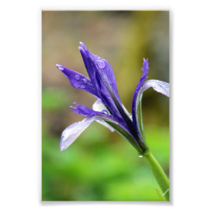 Raindrops op Iris Foto Afdruk