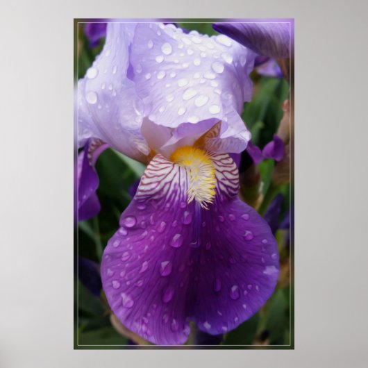 Raindrops op Iris Poster (Voorkant)