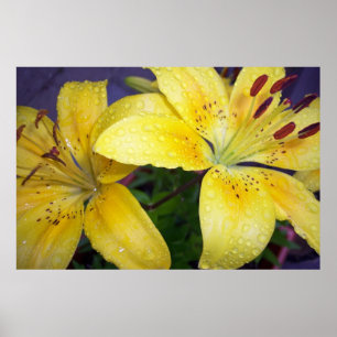 Raindrops op Lilies Lilly Flowers Yellow Poster