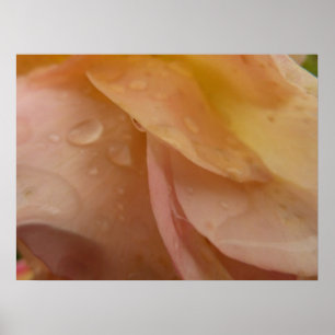 Raindrops op Roos Petals Bleek Roze Floral Poster
