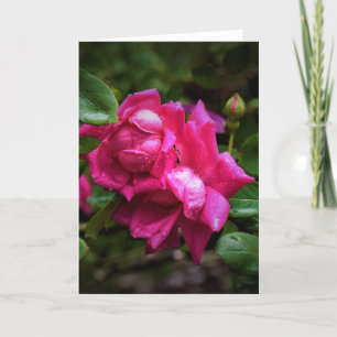 Raindrops & Red Roses, carte