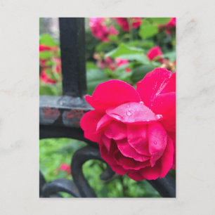 Raindrops roze roze Rozen Rainy Day NYC Briefkaart