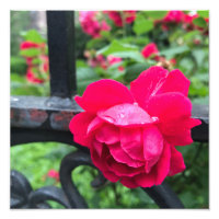 Raindrops roze roze Rozen Rainy Day NYC
