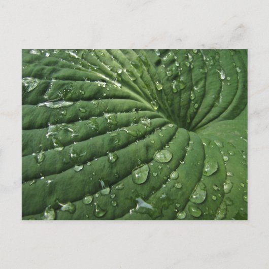 Raindrops sur carte postale Hosta Leaf (Devant)