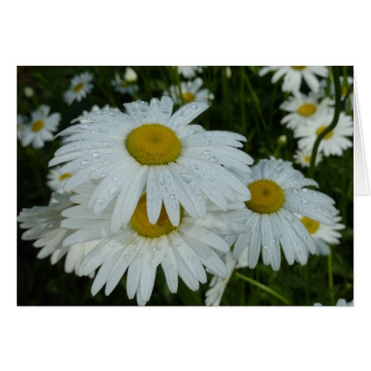 Raindrops sur Daisies Floral Fleur sauvage (Devant horizontal)