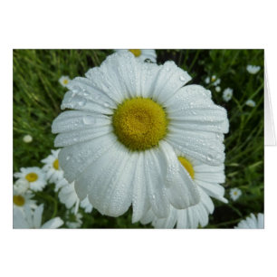 Raindrops sur Daisy I Floral Fleur sauvage