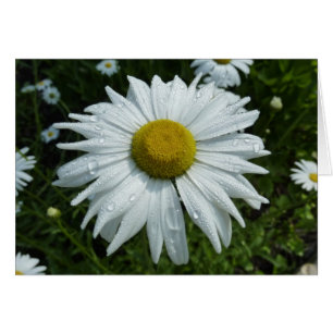Raindrops sur Daisy II Floral Fleur sauvage