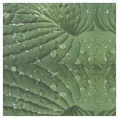 Raindrops sur Hosta Leaf tissu Abstrait (Fermer)