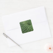 Raindrops sur Stickers Leaf Hosta (Enveloppe)