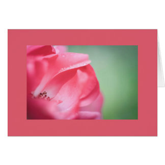 Raindrops sur un rose