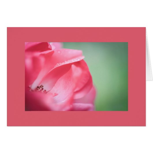 Raindrops sur un rose (Devant horizontal)