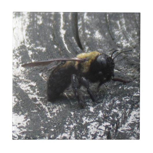 Raindrops Tegeltje (Voorkant)