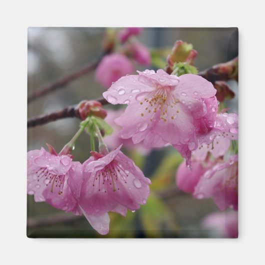 Raindrops voor roze kersen bloesems magneet (Voorkant)