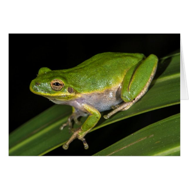 Rainette verte (Hyla cinerea) 2 (Devant horizontal)