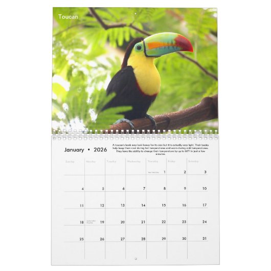 Rainforest Animals & Fun Facts Calendrier 12 mois (Jan 2026)