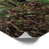 RAINFOREST BIG ISLAND POSTER (Hoek)