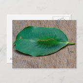 Rainforest Camouflage Briefkaart (Voorkant / Achterkant)