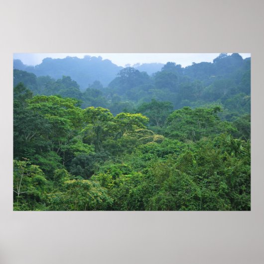 Rainforest canopa panorama poster (Voorkant)