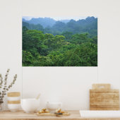 Rainforest canopa panorama poster (Keuken)