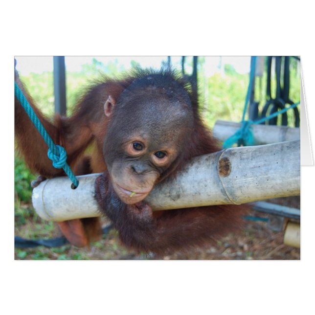 RainForest Daydromen op Wildlife Baby Sanctuary (Voorkant Horizontaal)