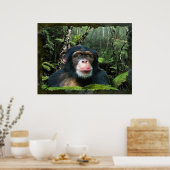 "RAINFOREST DREAMS II" Chimpansee Art Poster (Keuken)
