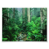 Rainforest Foto Foto Afdruk (Voorkant)
