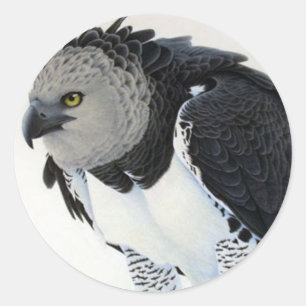 "Rainforest-Harpy Eagle" Ronde Sticker