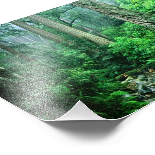 Rainforest Photo (Coin)