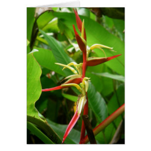 Rainforest Tropicals