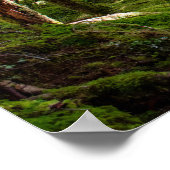 Rainforest van het Olympisch schiereiland Poster (Hoek)