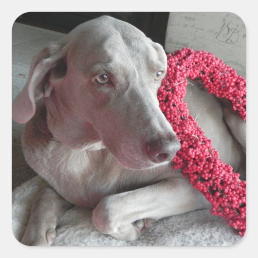 Rain's Love Sticker - Weimaraner Dog (Voorkant)