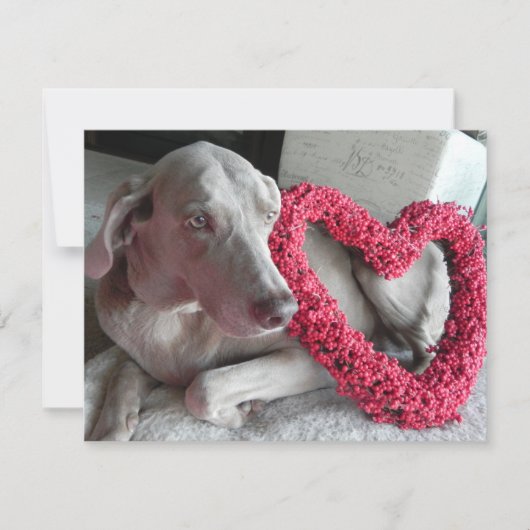 Rain's Love - Weimaraner Chien Valentine - Carte P (Devant)