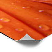 Rainy Daisy Poster (Hoek)