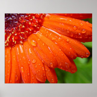 Rainy Daisy Poster