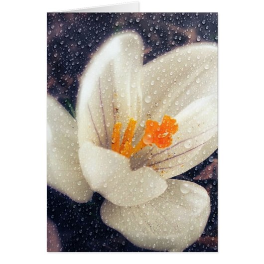 Rainy Day Crocus Flower (Voorkant)