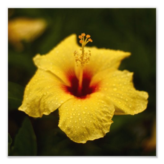 Rainy Day Hibiscus Foto Afdruk (Voorkant)