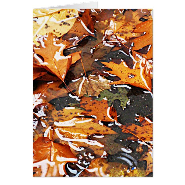 Rainy Fall Leaves (Voorkant)