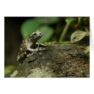 Rainy Frog