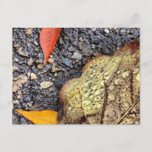 Rainy Leaves Briefkaart
